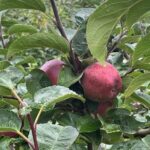 sampor_kaffee_schwanteland_apfel_03